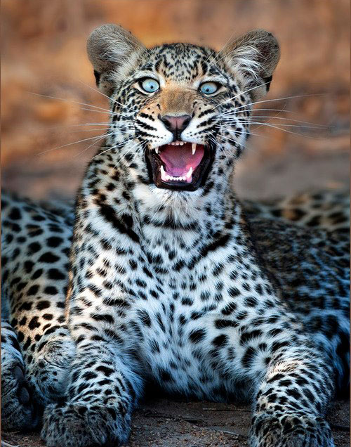 leopard